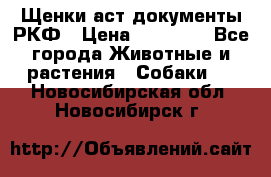 Щенки аст документы РКФ › Цена ­ 15 000 - Все города Животные и растения » Собаки   . Новосибирская обл.,Новосибирск г.